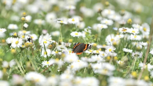 butterfly on daisy flowers in a field close shot spring France