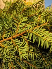 yew, tree, christmas, needles, closeup, macro