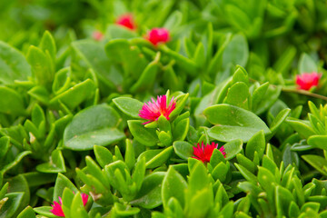 Some red flowers amongst the green leaves in Uganda