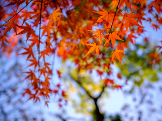 autumn leaves in the sun