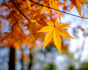 autumn maple leaves