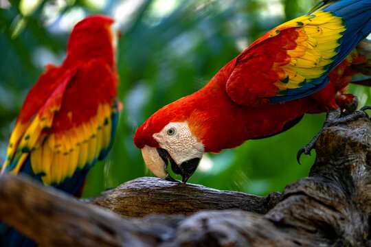 Pair of red macaw in a tree, also known as red parrot belonging to the ara macao family and it is a great bird that lives in the wildlife in the tropical jungle with a great colorful plumage.