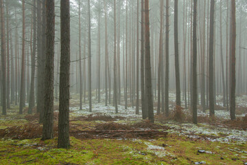 Wysoki, sosnowy las. Między drzewami unosi się opar mgły. Ziemia pokryta jest igliwiem i porośnięta mchem, pokryta miejscami plamami białego śniegu.
