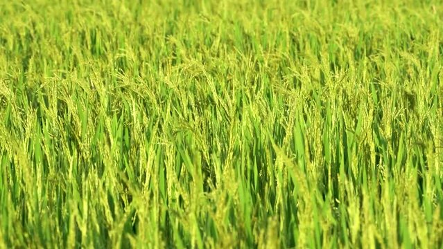 beautiful green and slight yellow Rice plant waving by wind in farm or field, Rice Plantation in indian village, The golden ripen rice flower on the field