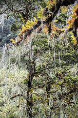 Forêt humide en route pour Soi Thangthangkha, deuxième jour du Snowman Trek, Bhoutan