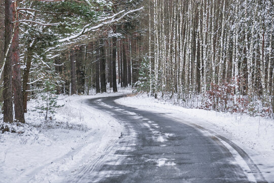 Wysoki, sosnowy las. Między drzewami jest wąska asfaltowa droga. Drzewa, ziemia i jezdnia pokryte są warstwą śniegu.