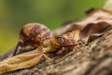 Satanic Leaf-tail Gecko - Uroplatus phantasticus, unique gecko lizard from Madagascar forests, Ranomafana National Park, Madagascar.