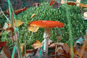 Fly agaric with a red cap on a white leg stands in the forest among dry leaves, poisonous mushrooms. Cosmetic mushrooms.