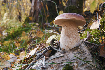 Hogweed mushroom or white mushroom growing in the forest on green grass. Edible mushroom close-up. Selective selective focus