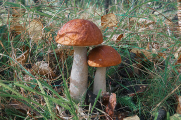 Hogweed mushroom or white mushroom growing in the forest on green grass. Edible mushroom close-up. Selective selective focus