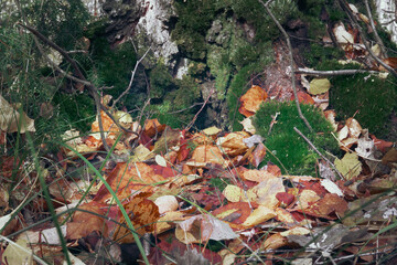 Fallen dry autumn leaves lie at the base of the tree. The roots of the tree go into the ground close-up. Selective focus