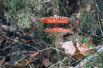 Fly agaric with a red cap on a white leg stands in the forest among dry leaves, poisonous...