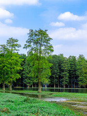 trees in the park