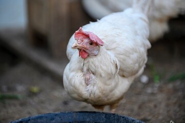 A large hen with white plumage and a red comb stands in the farmyard, head bowed and looking intently into the camera.