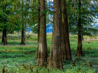 Fototapeta premium trees in the woods