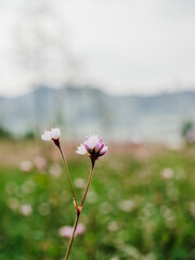 Obraz premium pink flowers in the field