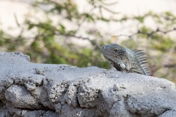 Leguan auf Fels