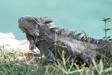 Leguan auf Fels