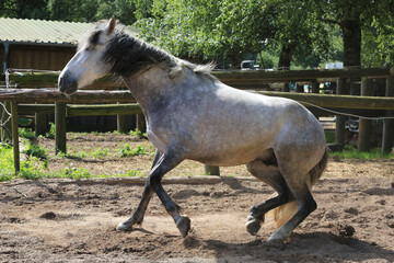 Obraz premium Wildes Pferd/Schimmel