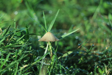 Wild mushroom growing in grass field. Panaeolus subalteatus. Hallucinogenic psilocybin containing mushroom entheogen