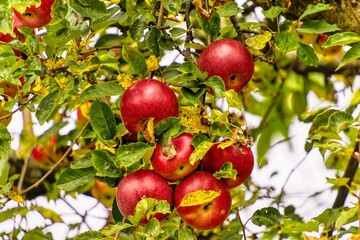 apples on tree