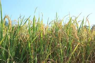 Paddy field and ear of rice near harvest