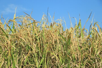 Paddy field and ear of rice near harvest
