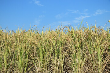 Ears of rice and blue sky. Close-up of the rice ears