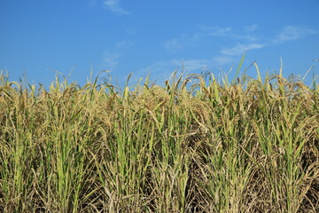 Ears of rice and blue sky. Close-up of the rice ears