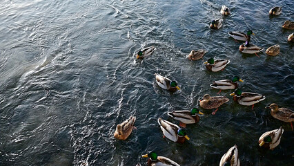 Mallard ducks, swimming in icy water. A frosty winter day on the river bank. Snowy, sunny.