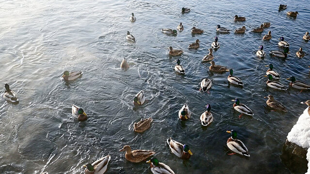 Mallard Ducks, Swimming In Icy Water. A Frosty Winter Day On The River Bank. Snowy, Sunny.