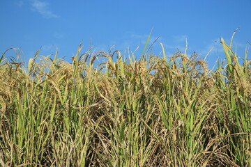 Green ear of rice in paddy rice field under blue sky