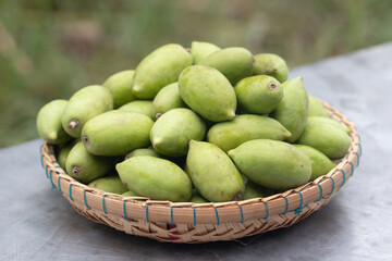 Fresh green Elaeocarpus hygrophilus Kurz in a basket