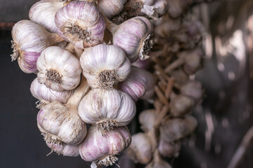 Harvested garlic hanging in bundles to dry
