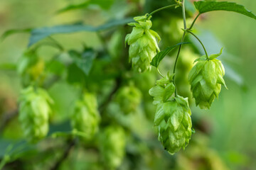 Detail of green fresh hops for making beer in the field