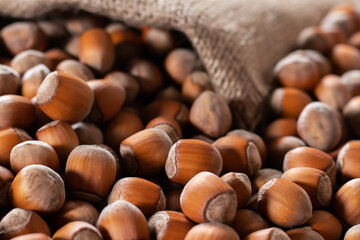 Hazelnuts, filbert in burlap sack on wooden backdrop. heap or stack of hazelnuts. Hazelnut background, healty food