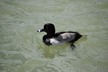 duck on the water