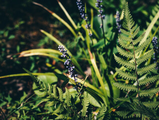 butterfly in the aquarium