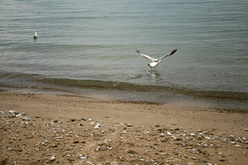 A seagull taking flight over top of a lake with a sandy shore with rocks, on a cloudy, overcast day.  Image has copy space.