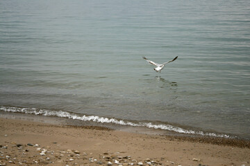 A seagull taking flight over top of a lake with a sandy shore with rocks, on a cloudy, overcast day.  Image has copy space.