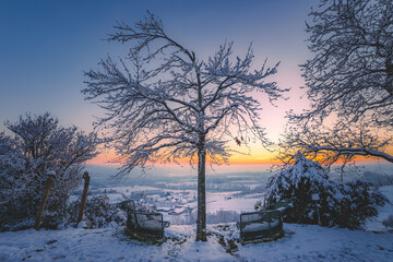 Baum vor winterlicher Abenddämmerung