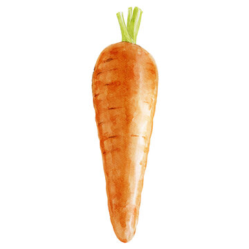 carrot isolated on white