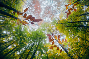 autumn and drying tree leaves