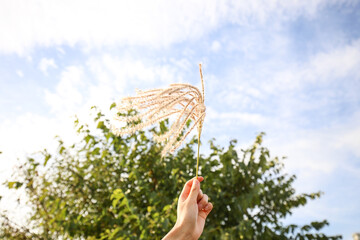 hand holding a dandelion
