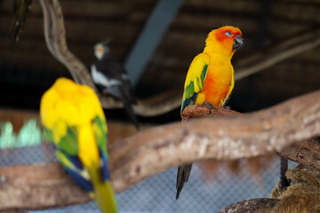 Close-up Group of Sun Conure Parrot are sleeping in a tree hollow.