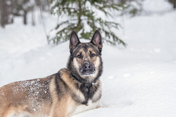 Young east siberian laika walking in deep snow