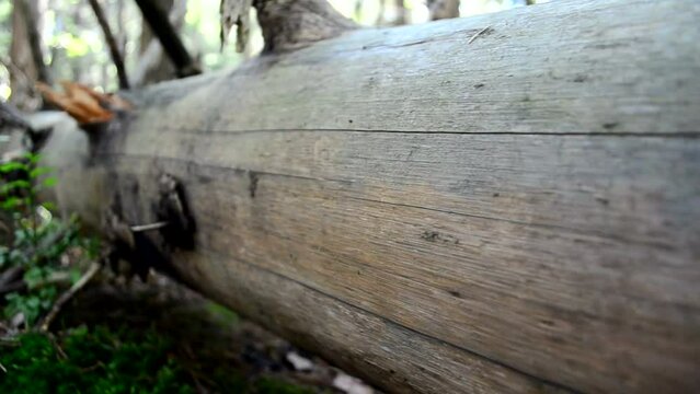 Trunk without bark. Pine trunk.