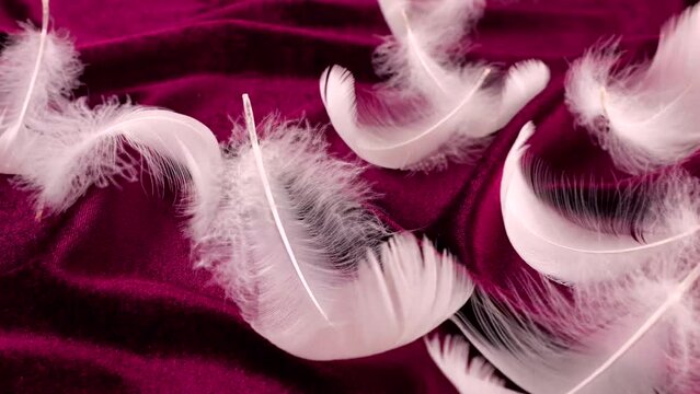 White swan feathers on burgundy velvet. Feathers flutter