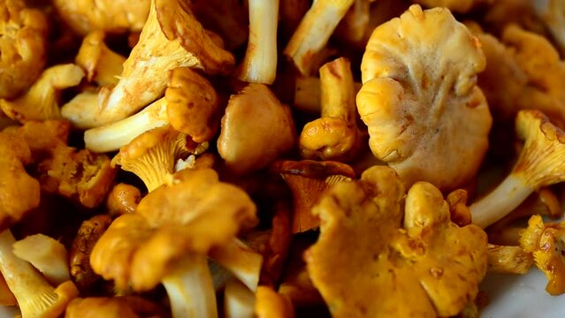 Cantharellus. Mushrooms. Shooting of forest mushrooms.