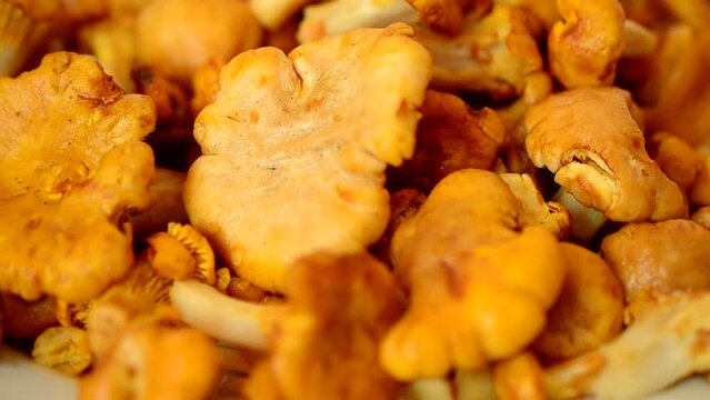 Cantharellus. Mushrooms. Shooting of forest mushrooms.